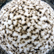 Illustration for article titled This is What a Mass Die-off of Earths Coral Reefs Looks Like